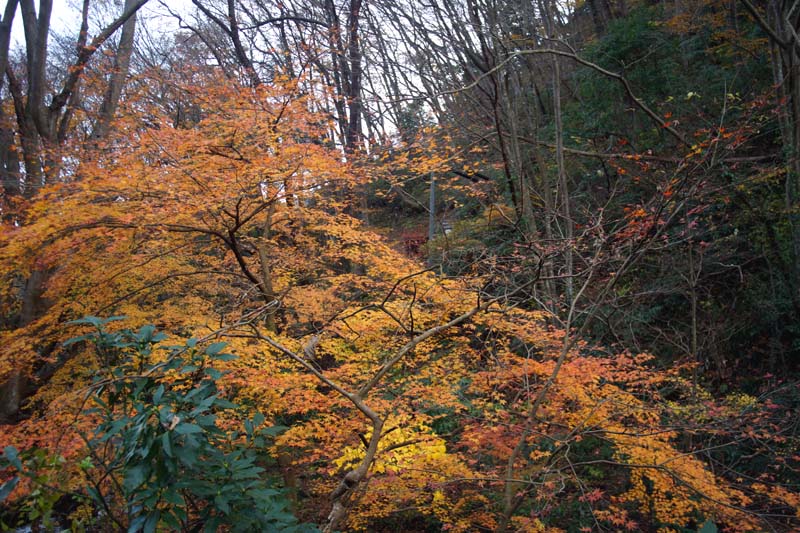 鎌倉山の登り口の紅葉