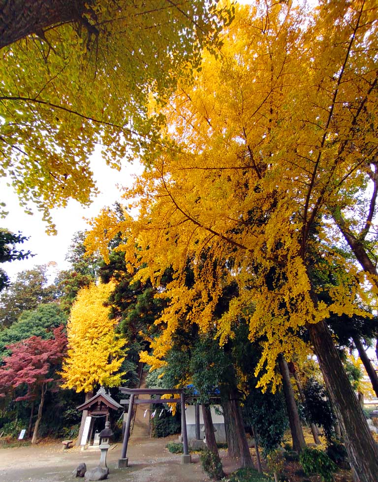 �����_�Ђ̂����傤