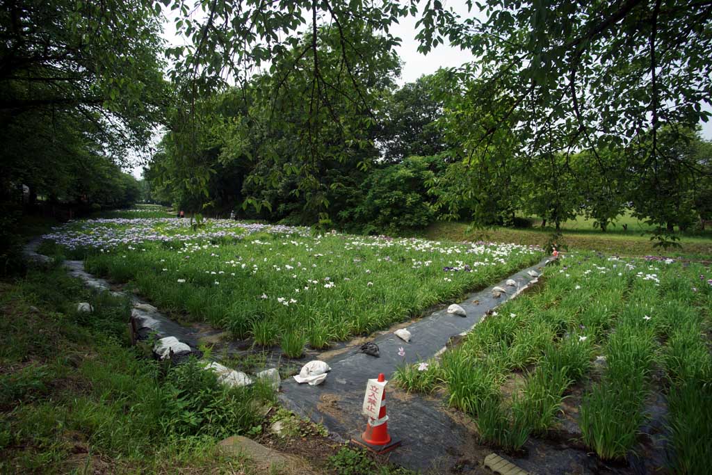赤堀花菖蒲園、女堀