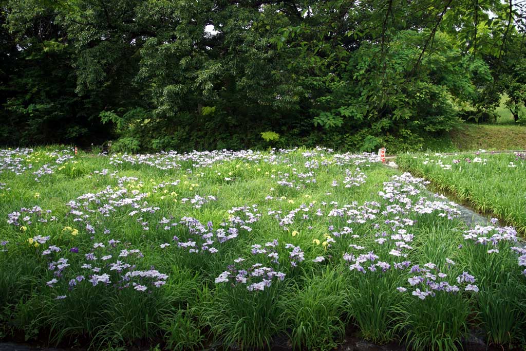 赤堀花菖蒲園、女堀