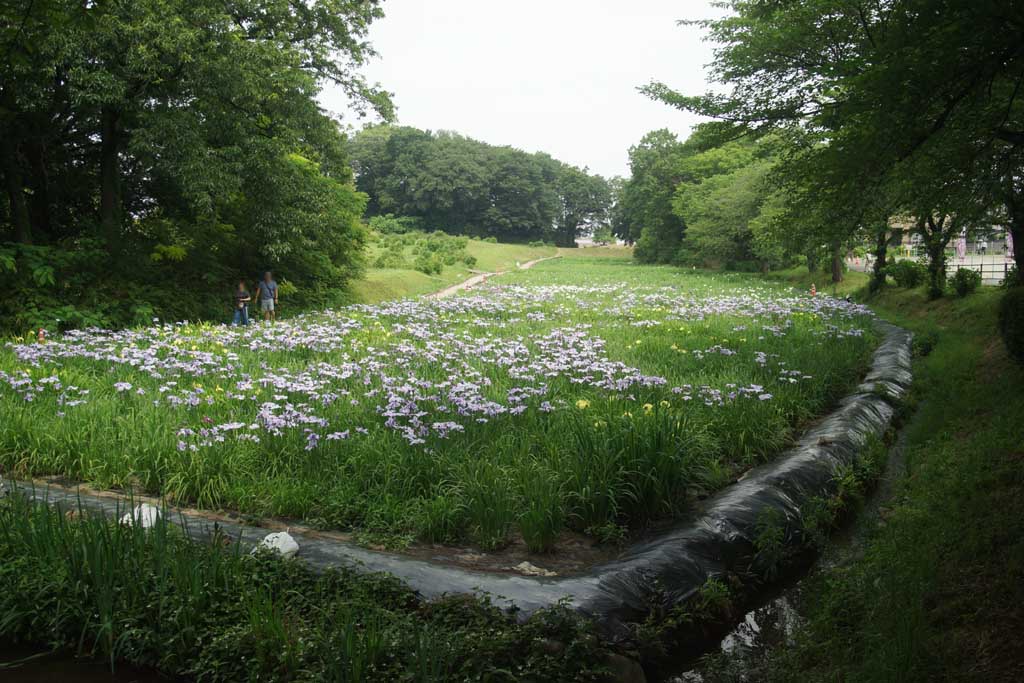 赤堀花菖蒲園、女堀