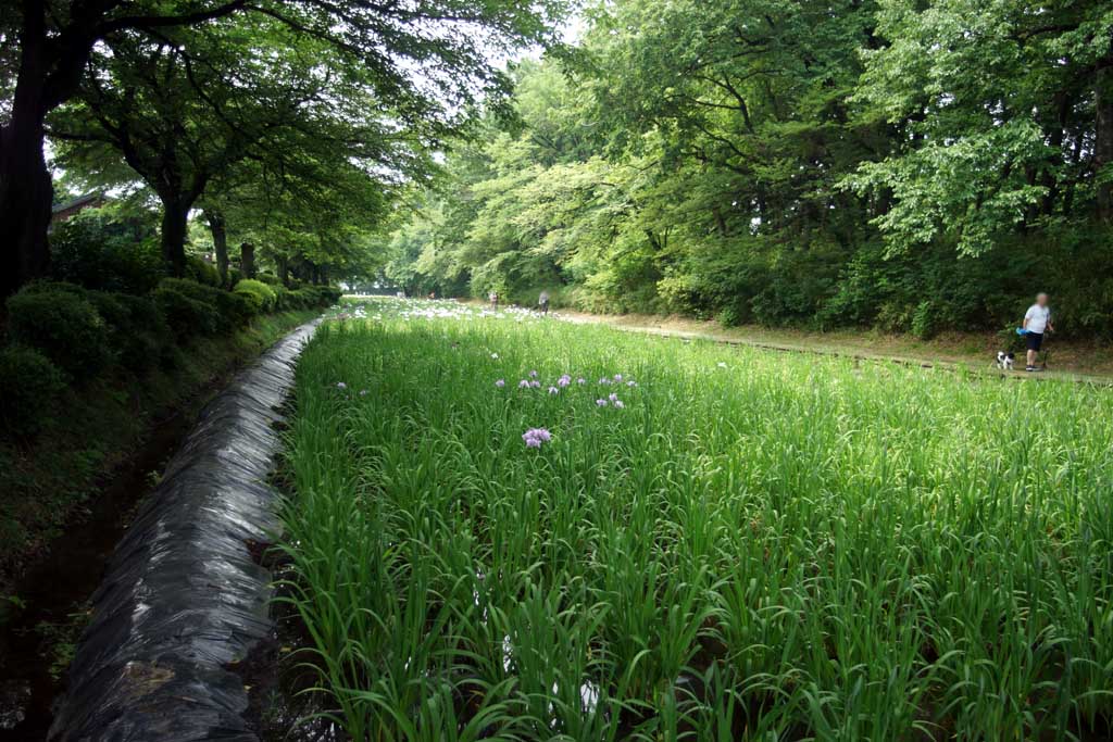 赤堀花菖蒲園、女堀