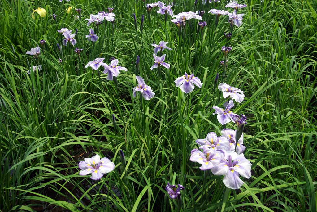 赤堀花菖蒲園、女堀