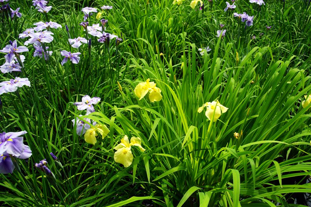 赤堀花菖蒲園、女堀