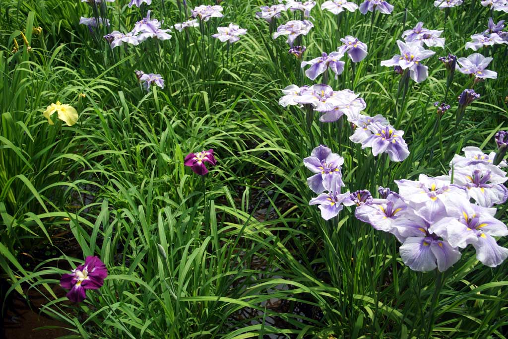 赤堀花菖蒲園、女堀