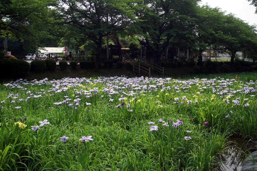 赤堀花菖蒲園、女堀