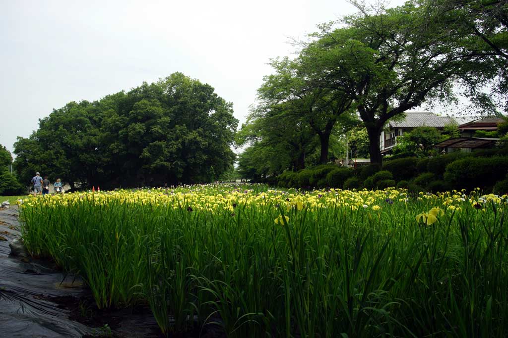 赤堀花菖蒲園、女堀