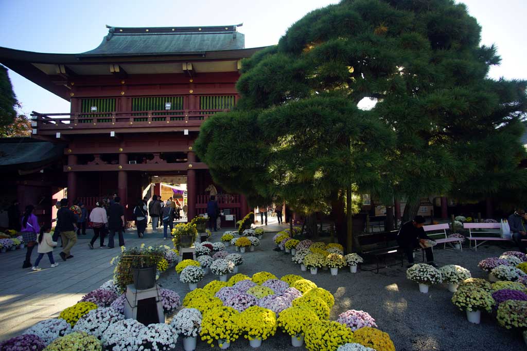 �}�Ԉ�א_�Ё@�Q�O�Q�T